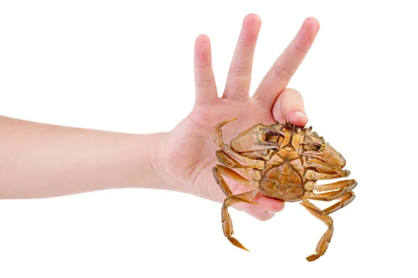 Prends Crabe Vivant Fond Blanc — Photo