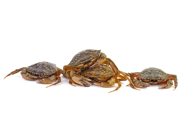 Gros Plan Sur Les Crabes Vivants Fond Blanc — Photo