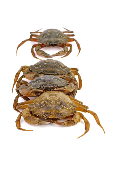 Live Crabs Close White Background — 图库照片