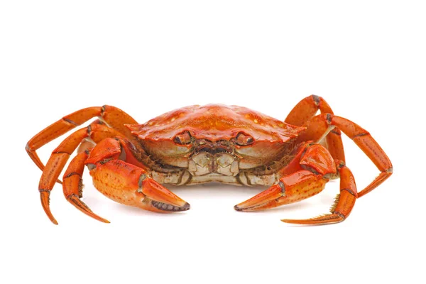 Gekochte Krabbe Auf Weißem Hintergrund — Stockfoto