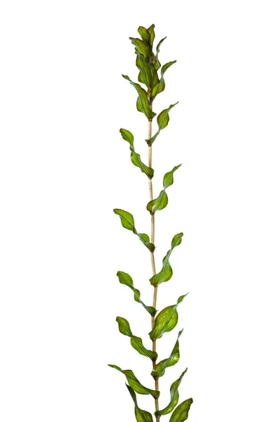 Canadian Pondweed Isolated White Background — Φωτογραφία Αρχείου