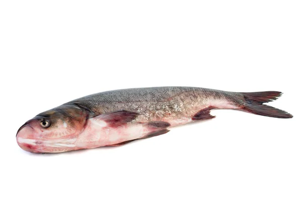Frischer Silberkarpfenfisch Isoliert Auf Weißem Hintergrund — Stockfoto