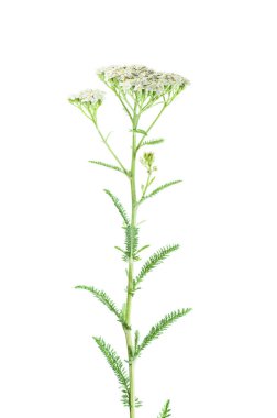 Beyaz arka plan üzerinde izole milfoil