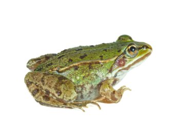 Yeşil kurbağa. Yan görüş. Beyaz arkaplanda izole edilmiş