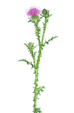 Mor devedikeni çiçeği beyaz arkaplanda izole edilmiş.