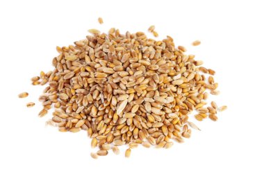 Beyaz arka planda izole edilmiş küçük arpa taneleri yığını