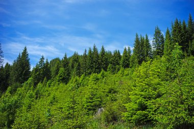 Manzaralı manzaralı orman dağları