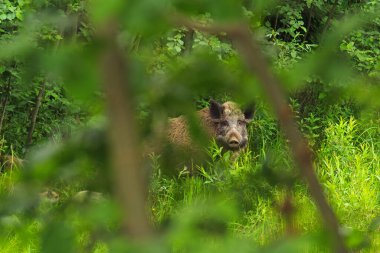 Çatlamış toprak arka plan. Doğal geçmiş. 