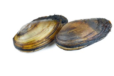 Beyaz arka planda büyük kuğu midyeleri