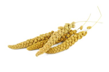 Kuş yemi: Kurutulmuş yeşil tilki kuyruğu bitkisi beyaz arka planda izole edildi