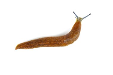 Beyaz arkaplanda salyangoz