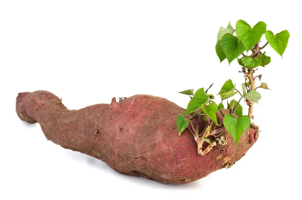 Ontkiemde Zoete Aardappel Geïsoleerd Witte Achtergrond — Stockfoto