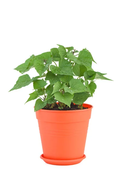 Batata Doce Germinada Vaso Plástico Isolado Sobre Fundo Branco — Fotografia de Stock