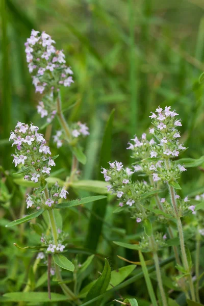 Thyme Herb Shallow Dof — Stock Photo, Image