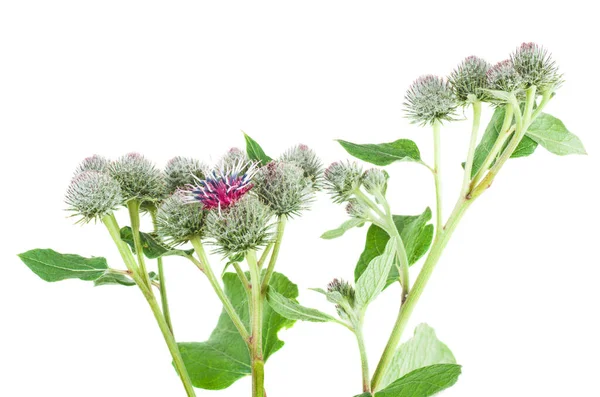 Blooming Burdock Herb Isolated White Background Focus Point Blooms Upper — Stock Photo, Image