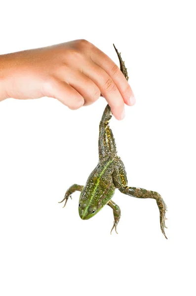 Mão Tomar Sapo Verde Isolado Fundo Branco — Fotografia de Stock