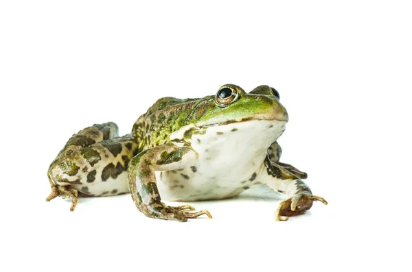 白色背景的绿色大青蛙 — 图库照片