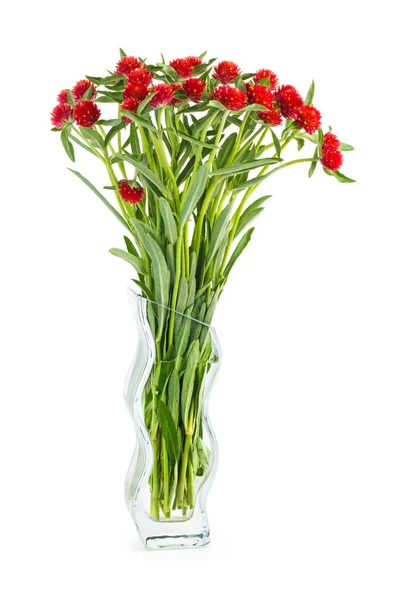 Куча Красных Бессмертных Цветов Стеклянной Вазе Изолированы Белом Фоне — стоковое фото