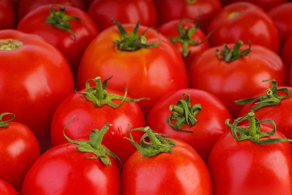 Många Röda Mogna Tomater Grund Dof Fokuspunkt Nedre Delen Bilden — Stockfoto