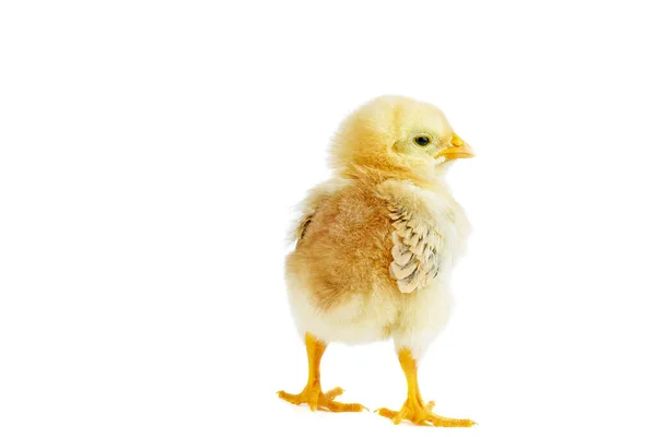 Beyaz Arka Planda Izole Edilmiş Küçük Sarı Kahverengi Tavuk — Stok fotoğraf