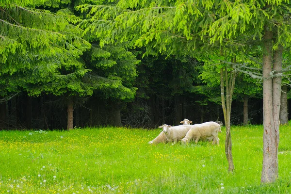 Schafe Auf Der Grünen Wiese — Stockfoto