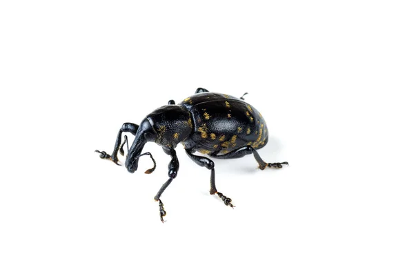 Stor Tall Weevil Isolerad Vit Bakgrund — Stockfoto