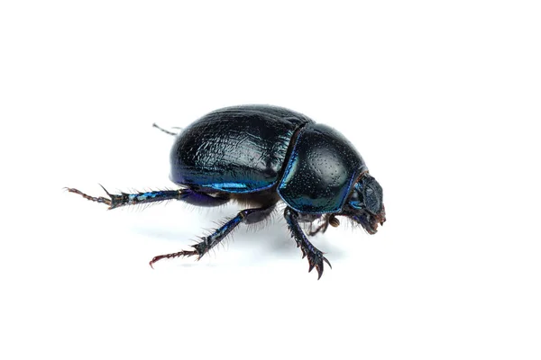 Live Scarab Beetle Isolated White Background — Stock Photo, Image