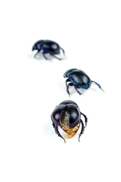Escaravelho Escaravelho Vivo Rastejando Isolado Fundo Branco — Fotografia de Stock