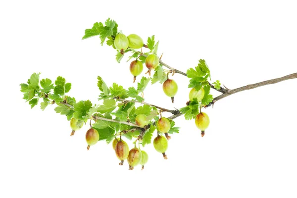 Gooseberry Branch Berries Isolated White Background — Stock Photo, Image