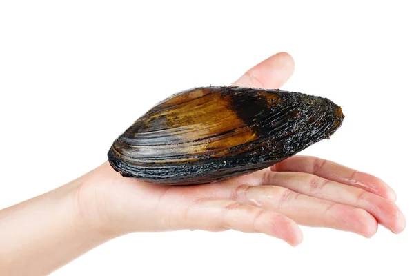 Hand Houden Grote Zwaan Mossel Witte Achtergrond — Stockfoto