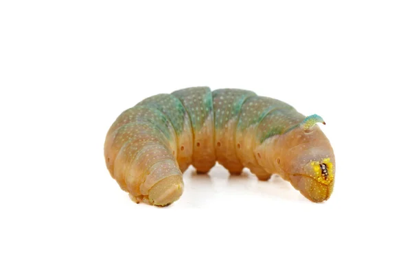 Larva Polilla Álamo Halcón Sobre Fondo Blanco Punto Enfoque Cabeza — Foto de Stock