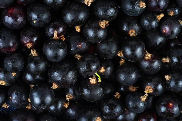 Black Currant Background Tasty Food Background — Photo