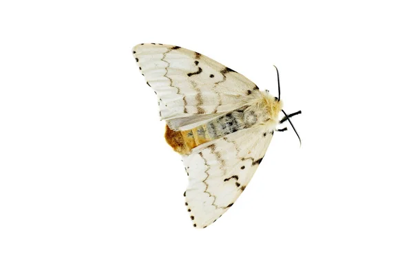 Fall Webworm Moth Isolated White Background — Stock Photo, Image