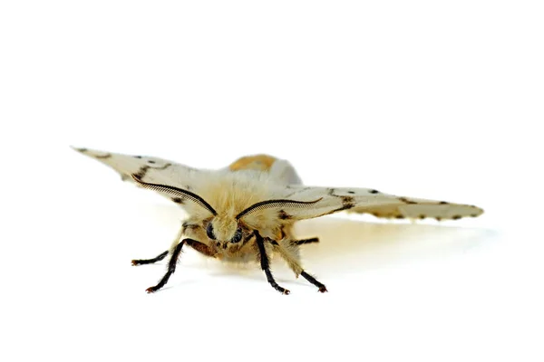 Fall Webworm Moth Isolated White Background — Stock Photo, Image