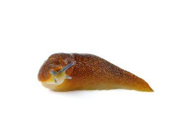 Beyaz arka planda salyangoz portresi. Odak Noktası - Böcek başı