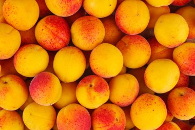 Fresh tasty  apricots background.Close up 