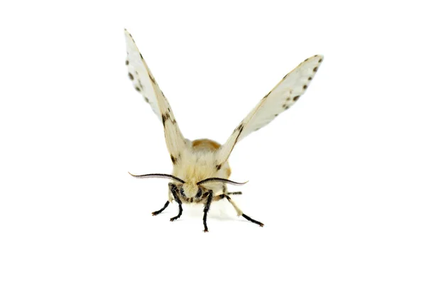 Fall Webworm Moth Isolated White Background — Stock Photo, Image