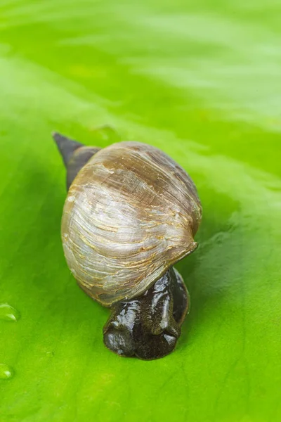 Great Pond Snail Lymnaea Stagnalis Grean Waterlily Leaf — Stock Photo, Image
