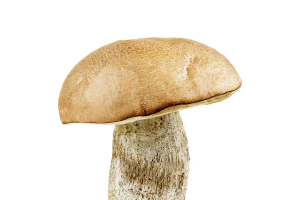 Capac Maro Boletus Izolat Fundal Alb — Fotografie, imagine de stoc