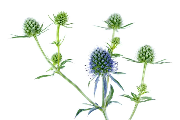 Blaue Eryngo Blume Isoliert Auf Weißem Hintergrund — Stockfoto