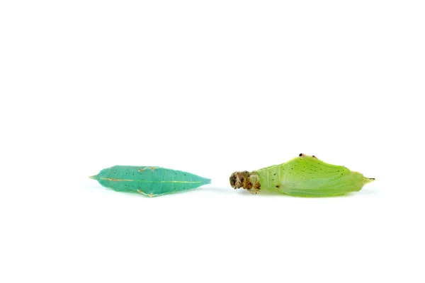 Two White Cabbage Butterfly Pupas White Background — Stock Photo, Image