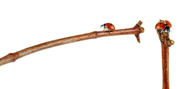 Ladybug Branch Isolated White Background — Stock Photo, Image