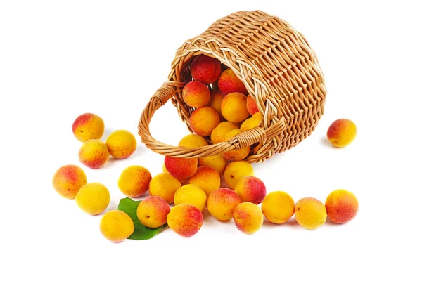 Fresh Apricots Wicker Basket Isolated White Background — Stock Photo, Image