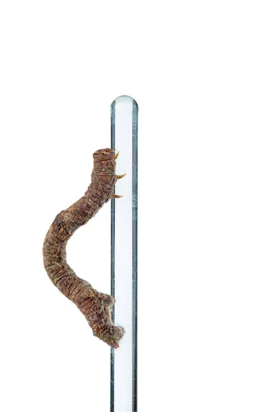 Inchworm Crawls Glass Stick White Background — Stock Photo, Image