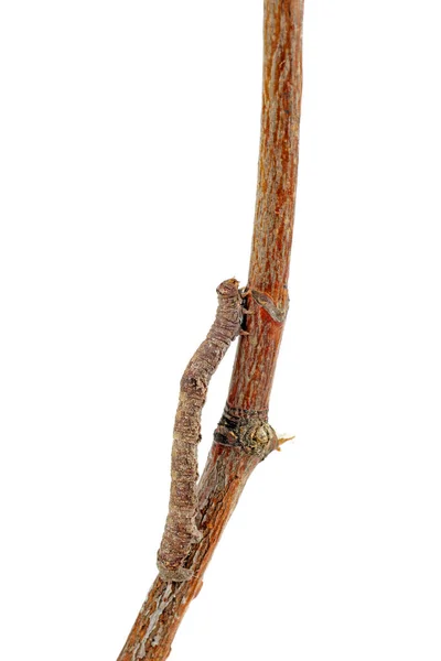 Inchworm Crawls Wooden White Background — Stock Photo, Image