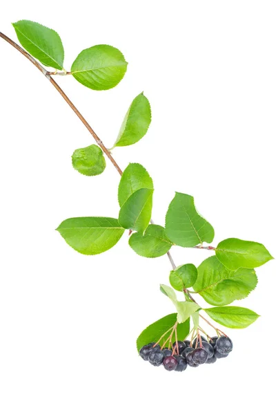 Aronia Branch Isolated White Background — Stock Photo, Image