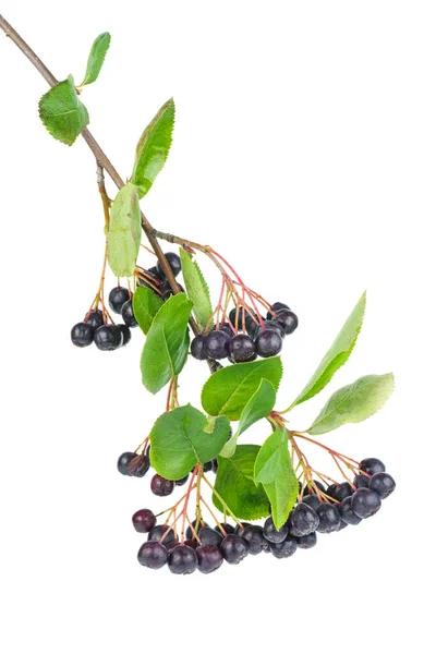 Aronia Branch Isolated White Background — Stock Photo, Image