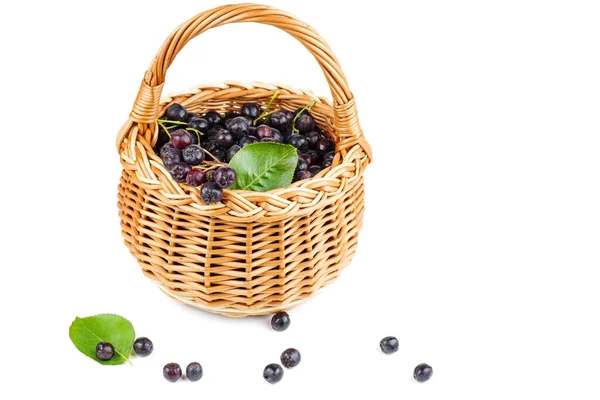 Wicker Basket Chokeberries Isolated White Background — Stock Photo, Image