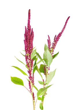 Amaranth bitkisi beyaz arkaplanda izole edildi