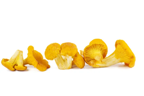 Cogumelos Chanterelle Frescos Isolados Sobre Fundo Branco — Fotografia de Stock